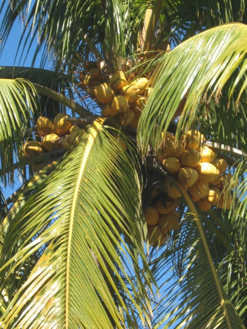 Cocotier